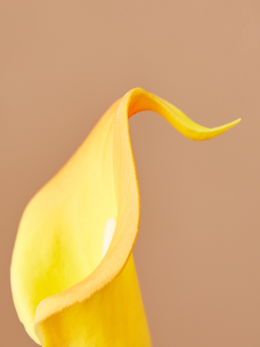 Aria PU Lily Stem - 36 cm