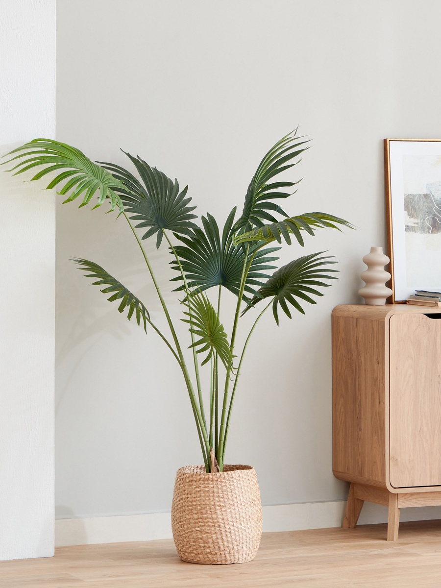 Teodoara Fan Palm Tree - 160 cm