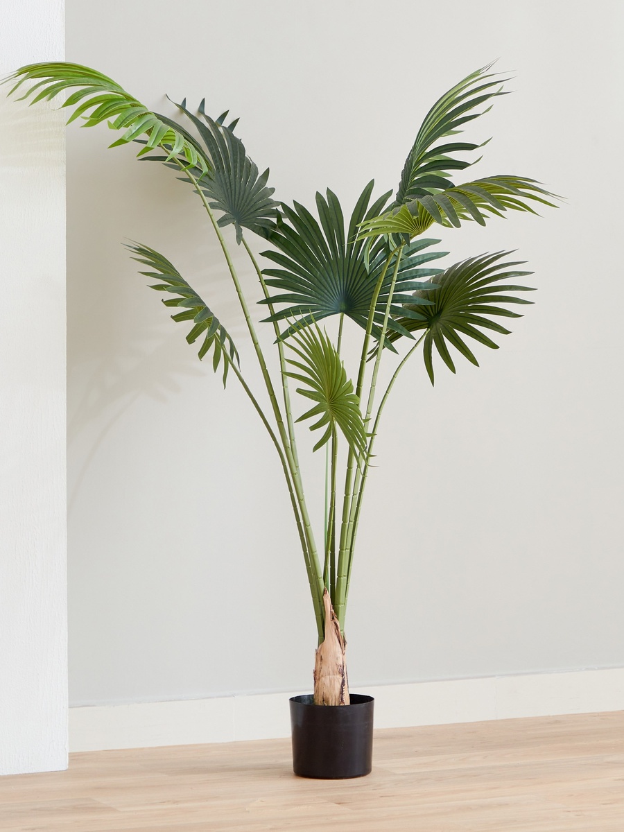 Teodoara Fan Palm Tree - 160 cm