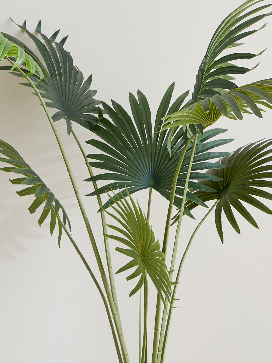 Teodoara Fan Palm Tree - 160 cm