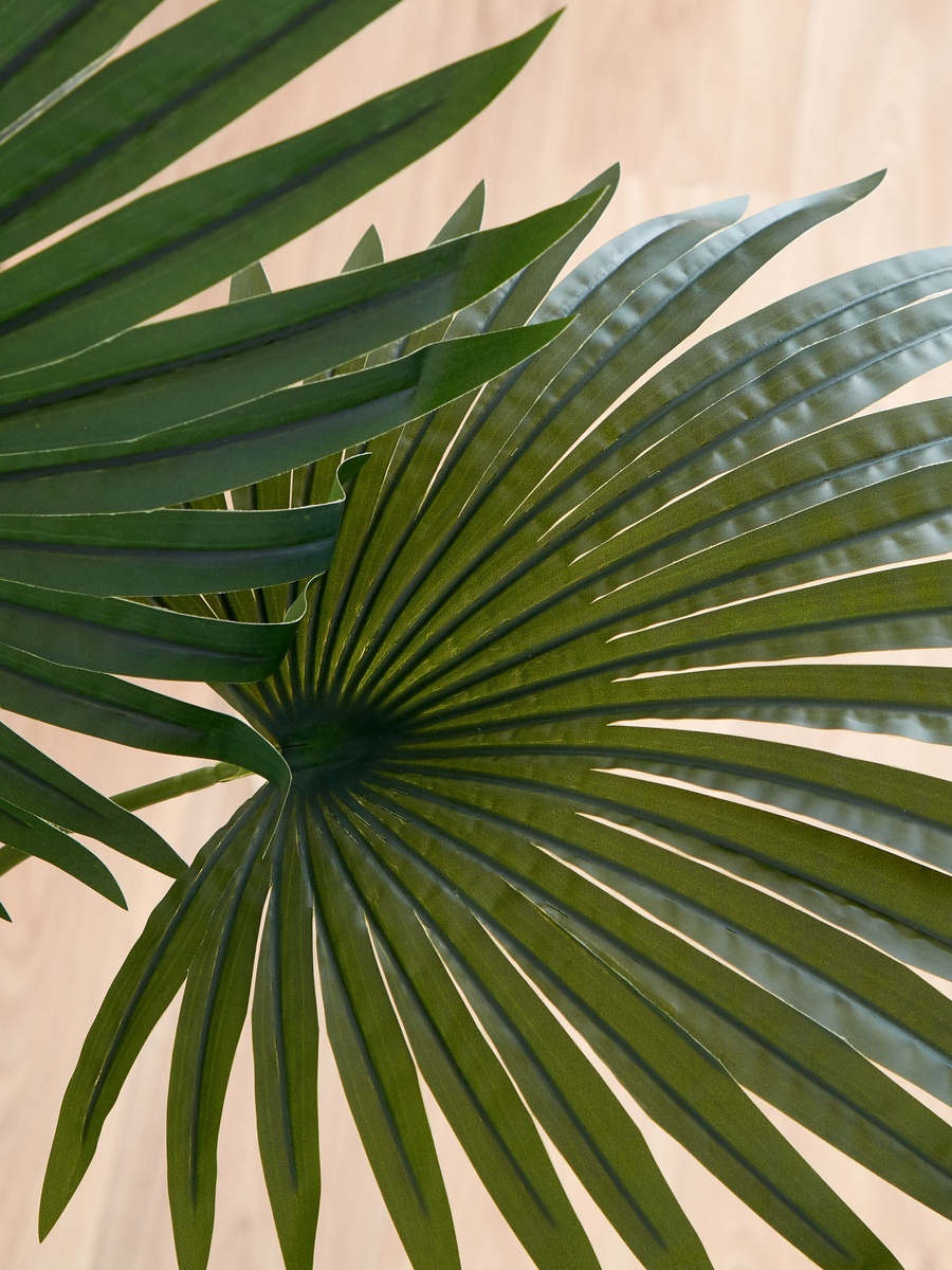 Teodoara Fan Palm Tree - 160 cm