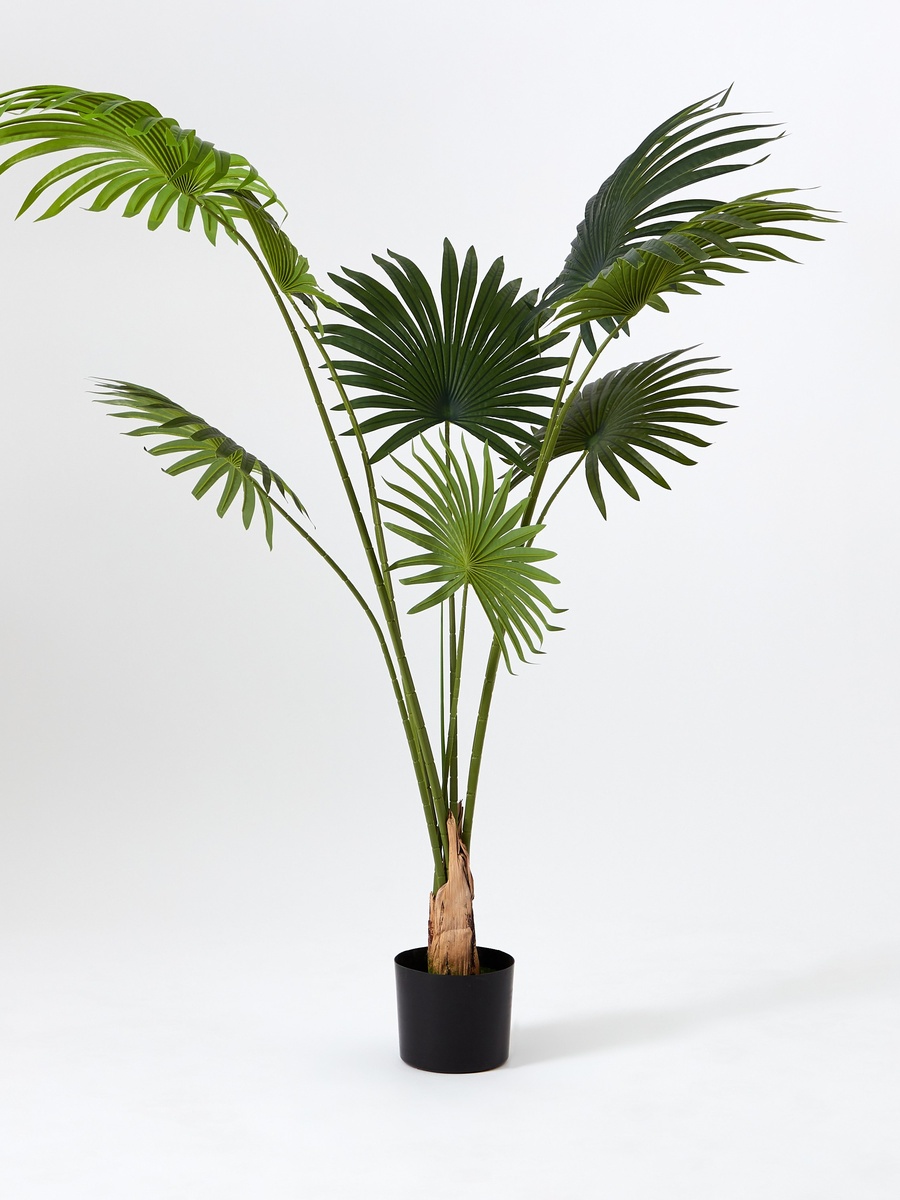 Teodoara Fan Palm Tree - 160 cm