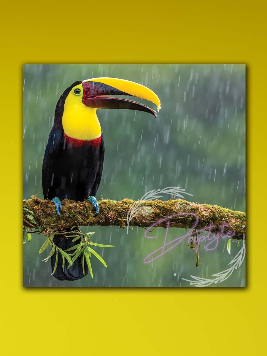 Green Aracari World Beautiful Bird Wall Art